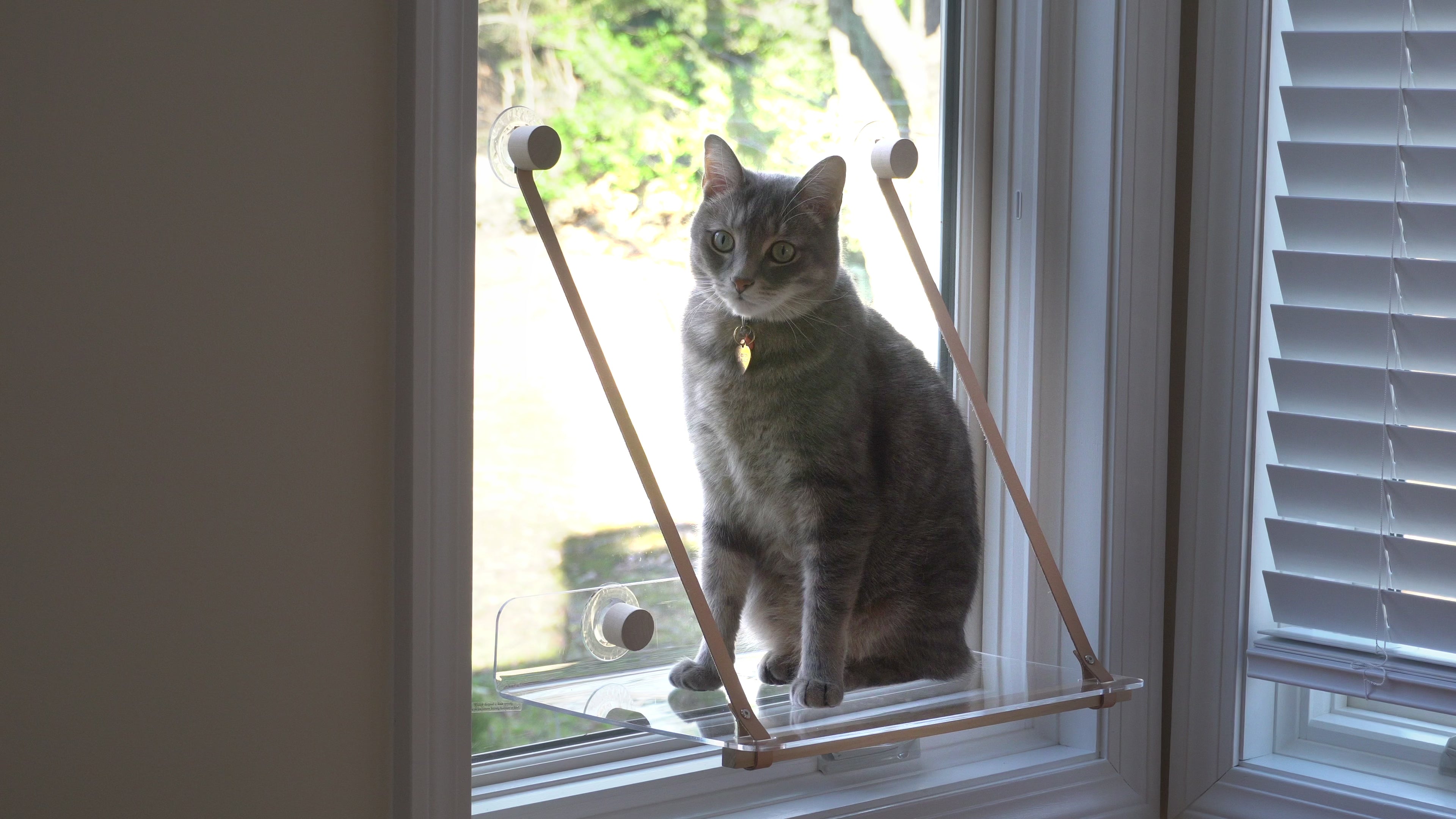 Modern cat discount window perch